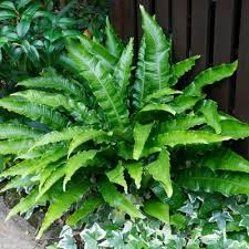 PHYLLITIS SCOLOPENDRIUM CRISTATA
