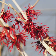 HAMAMELIS INTERMEDIA DIANE