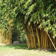 [1673] BAMBUSA PHYLLOSTACHYS VIVAX AUREOCAULIS (Persistant, 10 à 20 m)