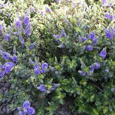 HEBE AUTUMN GLORY