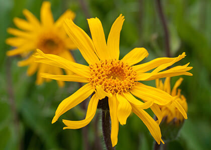 [1255] ARNICA MONTANA (Caduc, 50/100)