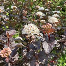 PHYSOCARPUS OPULIFOLIUS DIABLE D'OR