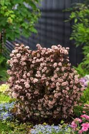 PHYSOCARPUS X LITTLE JOKER