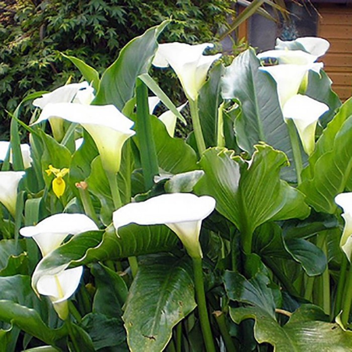 [1466] ARUM ZANTEDESCHIA BLANC (Persistant, 50/100)
