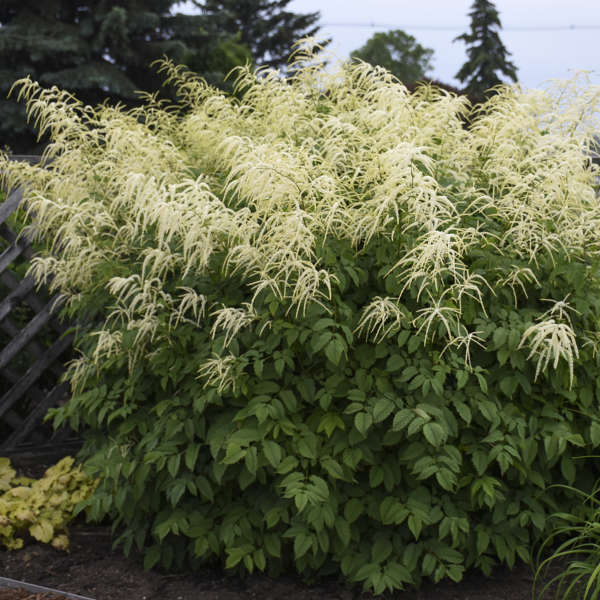 ARUNCUS DIOICUS