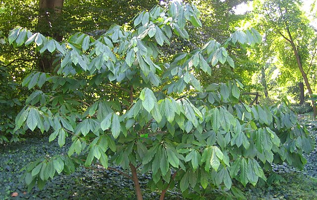 [1481] ASIMINIA TRILOBA (Caduc, 3 à 5 m)