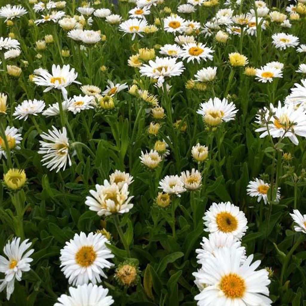 [1493] ASTER ALPINUS (Caduc, 20/50)