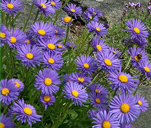 [1494] ASTER ALPINUS BLEU (Caduc, 20/50)