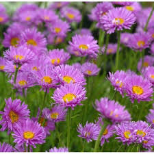 [1497] ASTER ALPINUS HAPPY END (Caduc, 20/50)