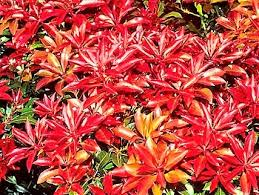 PIERIS JAPONICA MOUNTAIN FIRE