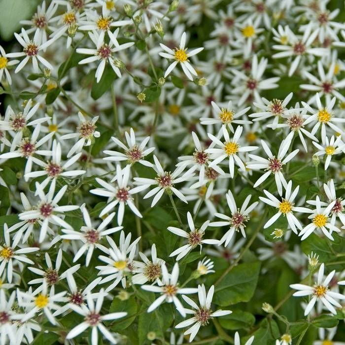 [1504] ASTER DIVARICATUS (Caduc, 50/100)