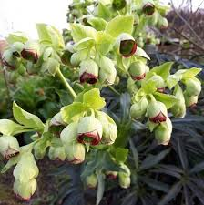 [5945] HELLEBORUS FOETIDUS VERT CLAIR (Persistant, 50/100)