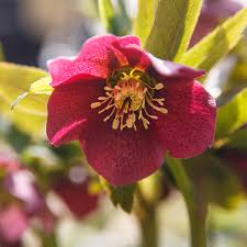 HELLEBORUS OR. RED HYBRIDE
