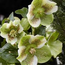 HELLEBORUS ORIENTALIS VARIÉ