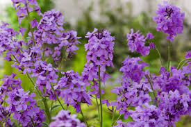 HESPERIS MATRONALIS