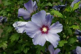 [6009] HIBISCUS SYRIACUS (Caduc, 150/200)