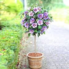 HIBISCUS SYRIACUS - TIGE