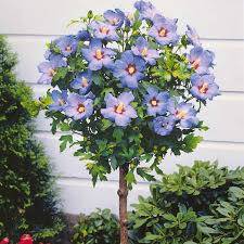 HIBISCUS SYRIACUS BLUE BIRD (S.OISEAU BLEU) - DEMI TIGE