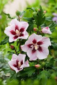 HIBISCUS SYRIACUS HAMABO