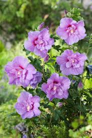 [6043] HIBISCUS SYRIACUS LAVENDER CHIFFON (Caduc, 150/200)