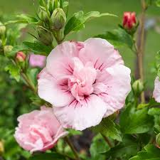 HIBISCUS SYRIACUS PINK CHIFFON