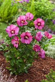 HIBISCUS SYRIACUS PINK GIANT