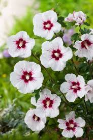 HIBISCUS SYRIACUS RED HEART