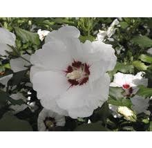 HIBISCUS SYRIACUS RED HEART - DEMI TIGE