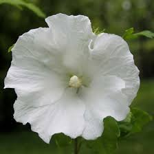 HIBISCUS SYRIACUS TOTUS ALBUS