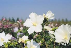 HIBISCUS SYRIACUS TOTUS ALBUS - DEMI TIGE