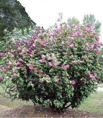 HIBISCUS SYRIACUS WOODBRIDGE