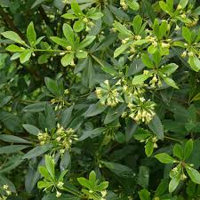 [9448] PITTOSPORUM HETEROPHYLLUM (Persistant, 3 à 5 m)