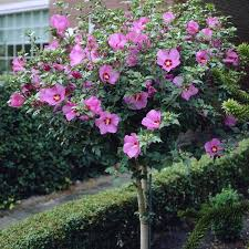 HIBISCUS SYRIACUS WOODBRIDGE - DEMI TIGE