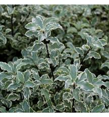 [9454] PITTOSPORUM TENUIFOLIUM (Persistant, 3 à 5 m)