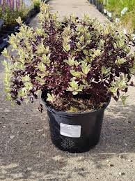 [9456] PITTOSPORUM TENUIFOLIUM BANOWAY (Persistant, 3 à 5 m)