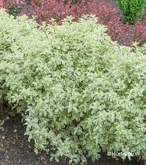 [9469] PITTOSPORUM TENUIFOLIUM VARIEGATUM (Persistant, 3 à 5 m)