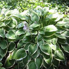 HOSTA SIEBOLDIANA