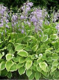 HOSTA FORTUNEI