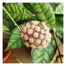 HOYA CALLISTOPHYLLA