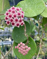 HOYA OBOVATA