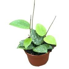 HOYA PARASITICA SPLASH