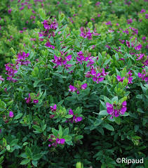 [9656] POLYGALA MYRTIFOLIA (Persistant, 200/250)