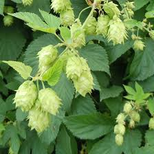 HUMULUS LUPULUS
