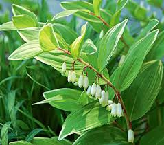 [9658] POLYGONATUM MULTIFLORUM (Caduc, 100/150)