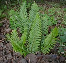 [9666] POLYSTICHUM MUNITUM (Persistant, 100/150)