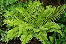 [9668] POLYSTICHUM POLYBLEPHARUM (Persistant, 50/100)