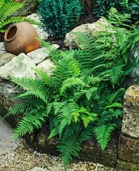 POLYSTICHUM SETIFERUM DAHLEM