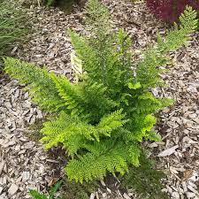 [9676] POLYSTICHUM SETIFERUM PLUMOSUM DENSUM (Persistant, 50/100)