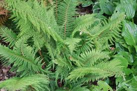 [9678] POLYSTICHUM SETIFERUM PROLIFERUM (Persistant, 100/150)