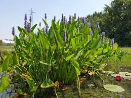 [9689] PONTEDERIA CORDATA (Caduc, 100/150)